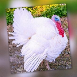 Turkey