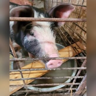 Pork